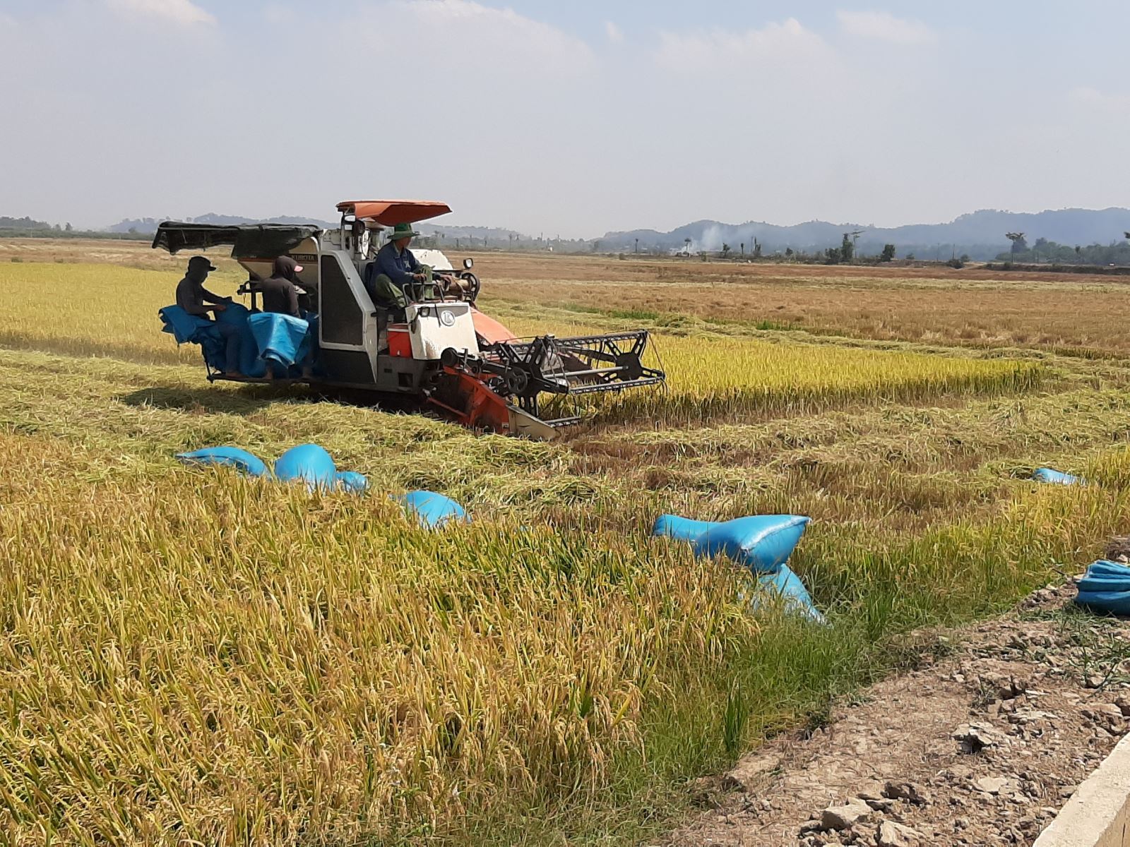 Nông dân huyện Krông Ana phấn khởi bước vào vụ thu hoạch lúa Đông - Xuân